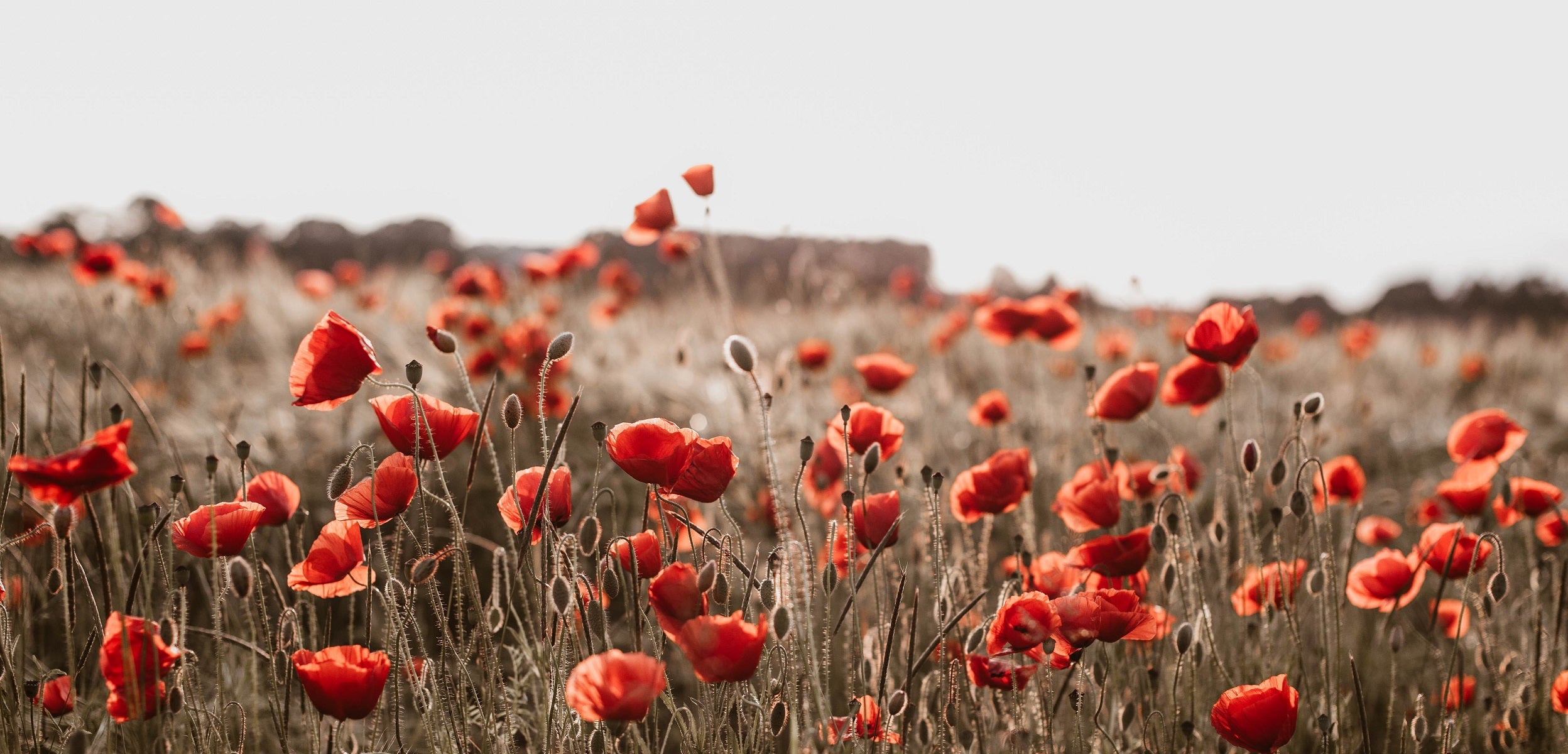 Poppies in Vase  Paint-by-Number Kit for Adults — Elle Crée (she creates)