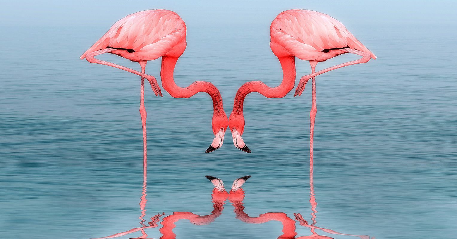 Flamingo in lagoon  Paint-by-Number Kit for Adults — Elle Crée (she  creates)