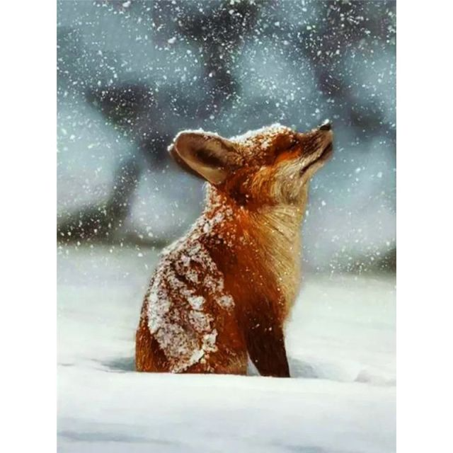 Baby Fox - Paint By Numbers