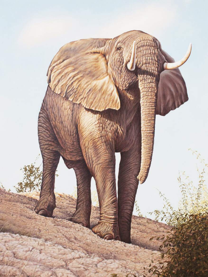Bull Elephant Zimbabwe - Art by Eric Wilson