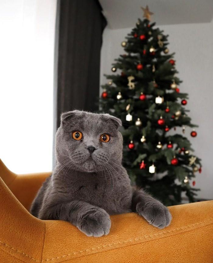 Cat & Christmas Tree DIY Painting - All Paint by Numbers