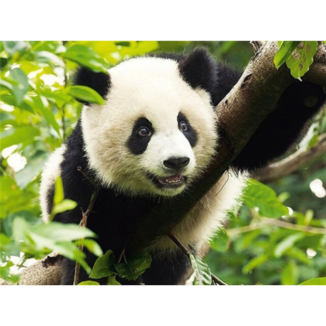 Charming Panda - Paint By Numbers