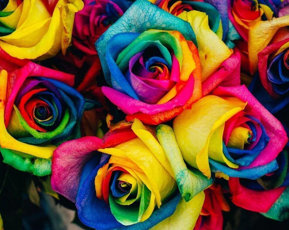 Colorful Roses Paint by Numbers - All Paint by Numbers