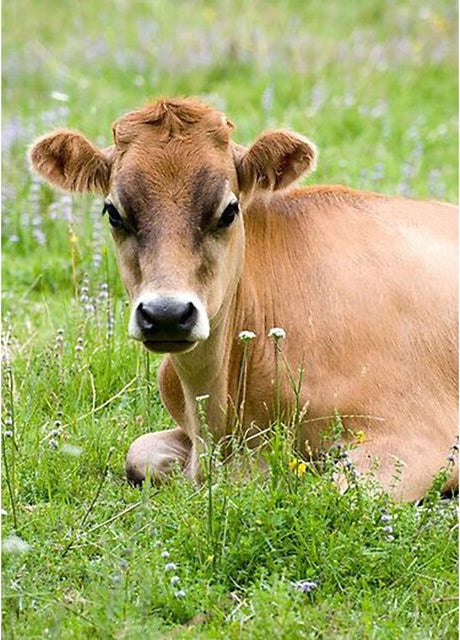 Cow Sitting On The Grass- Paint By Number