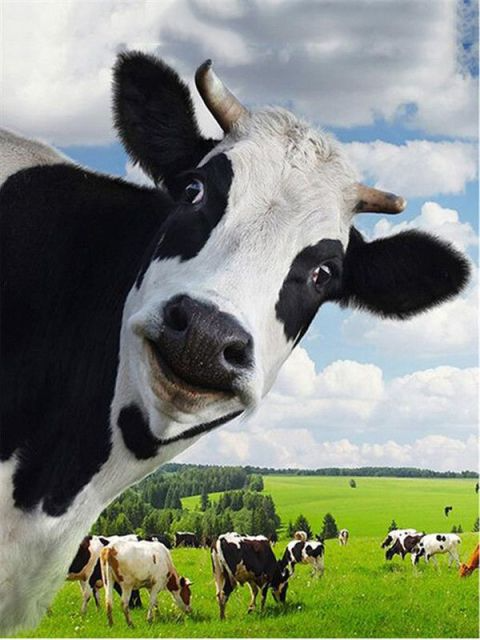 Cow's Field - Paint By Numbers