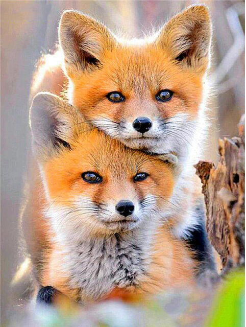 Cute Little Fox-DIY Paint By Number