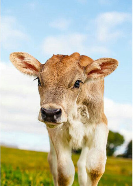 Cute Paint By Number Cow