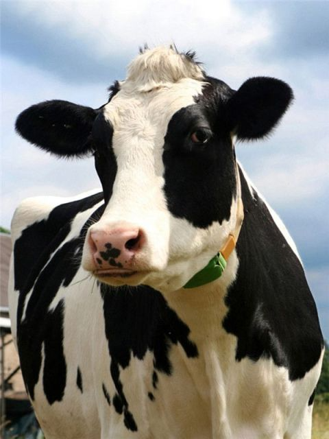 Dairy Cattle - Paint By Numbers