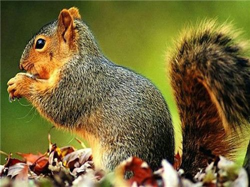 Eating Squirrel - DIY Paint By Numbers