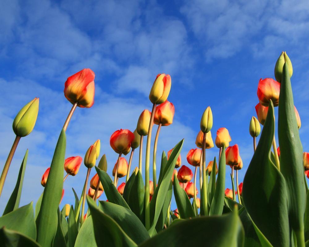 Eye Catching Beautiful Tulips -Paint By Numbers