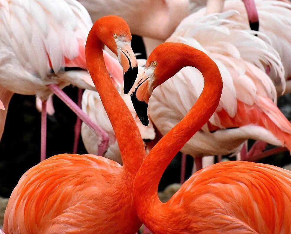 Flamingos Paint by Numbers Kit - All Paint by Numbers