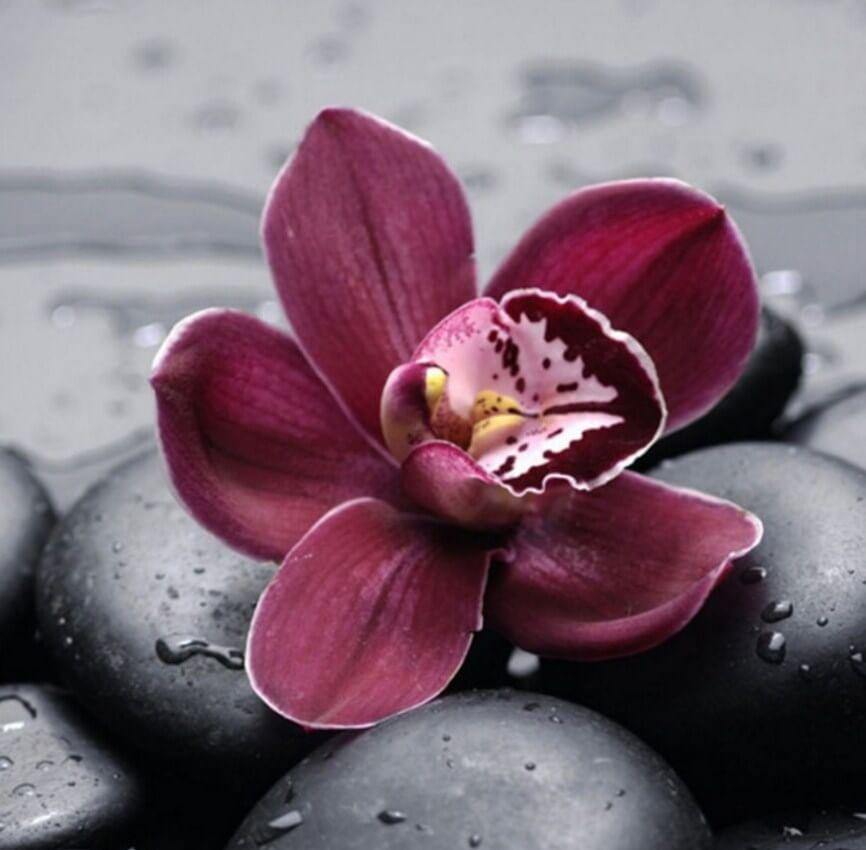 Flower on the Rocks - All Paint by Numbers