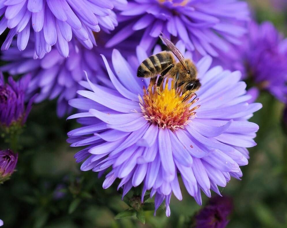 Flowers & Honey Bee DIY Painting - All Paint by Numbers