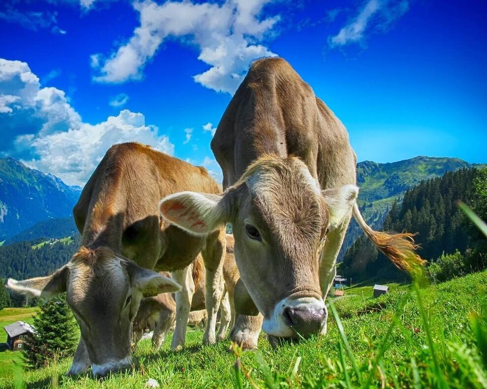 Grazing Cows DIY Painting Kit