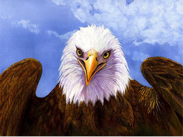 Happy Eagle- Paint By Numebr