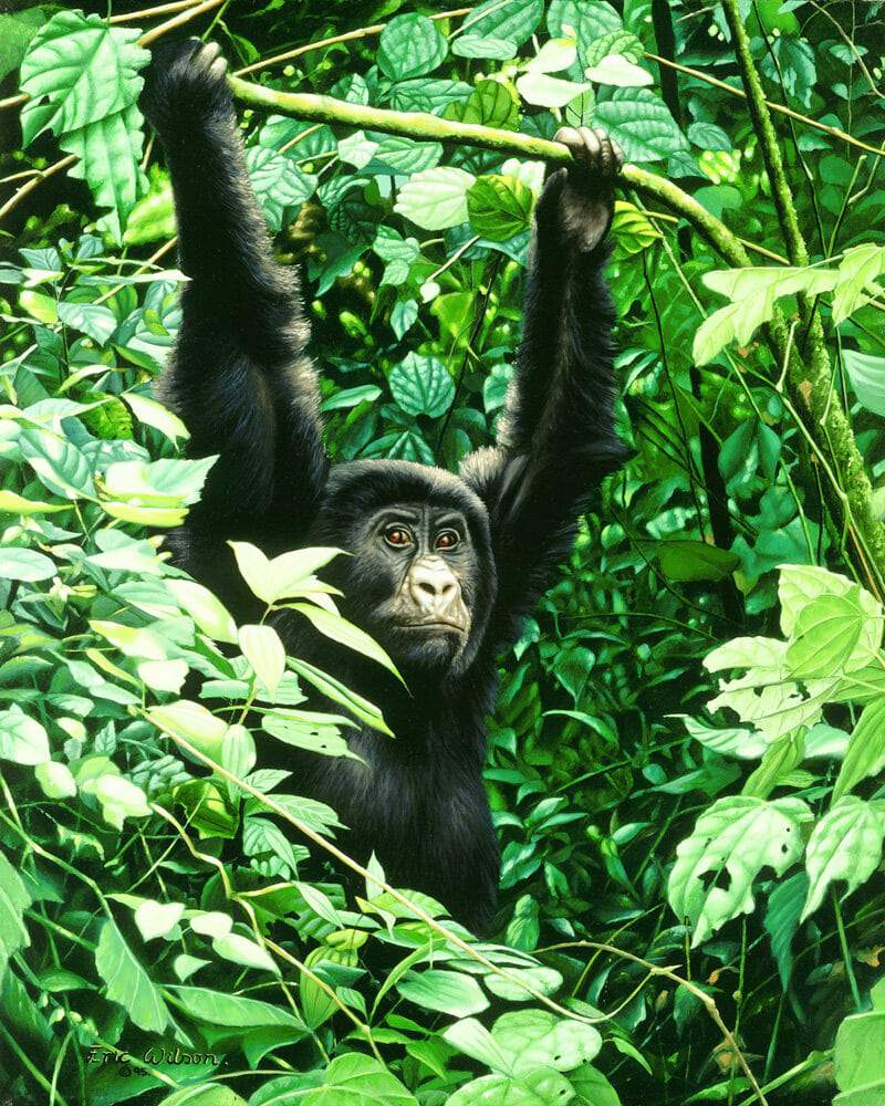 Juvenile Gorilla - Art by Eric Wilson