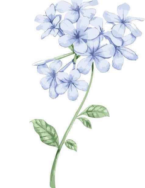 Jasmin Flower Painting
