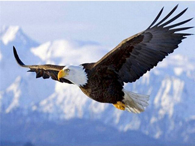 Mountain Eagle- DIY Paint By Number