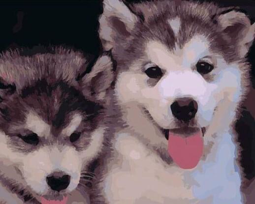 Pair of Siberian Huskies