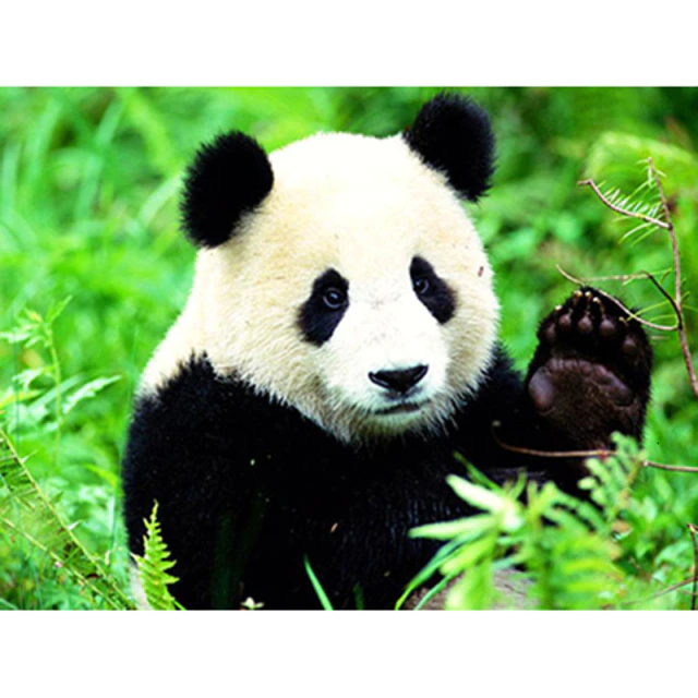 Panda Bear - Paint By Numbers