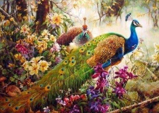 Peacocks in Forest