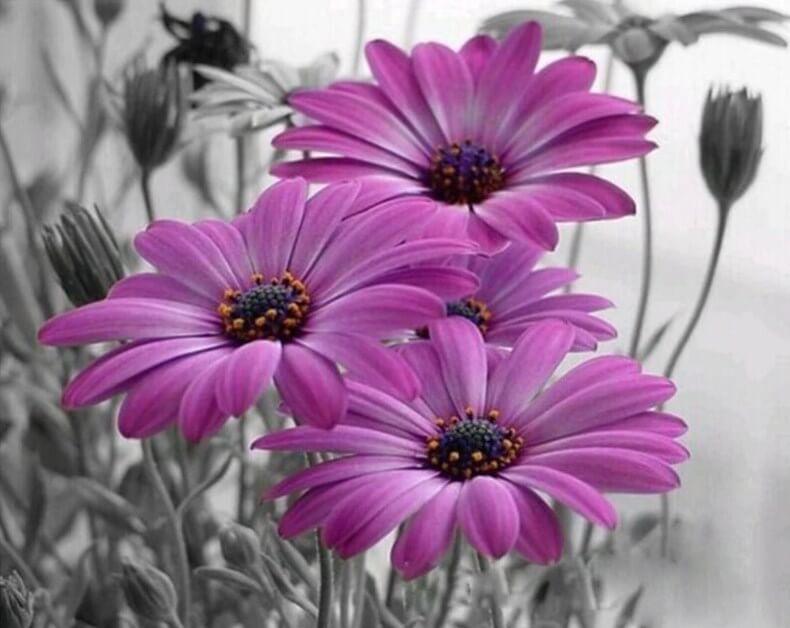 Purple Flowers Paint by Numbers