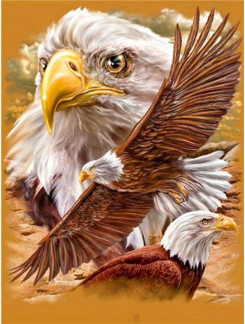 Realistic Eagle- DIY Paint By Number