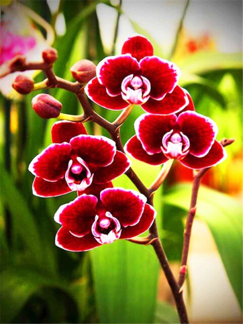 Red Orchid- Paint By Number