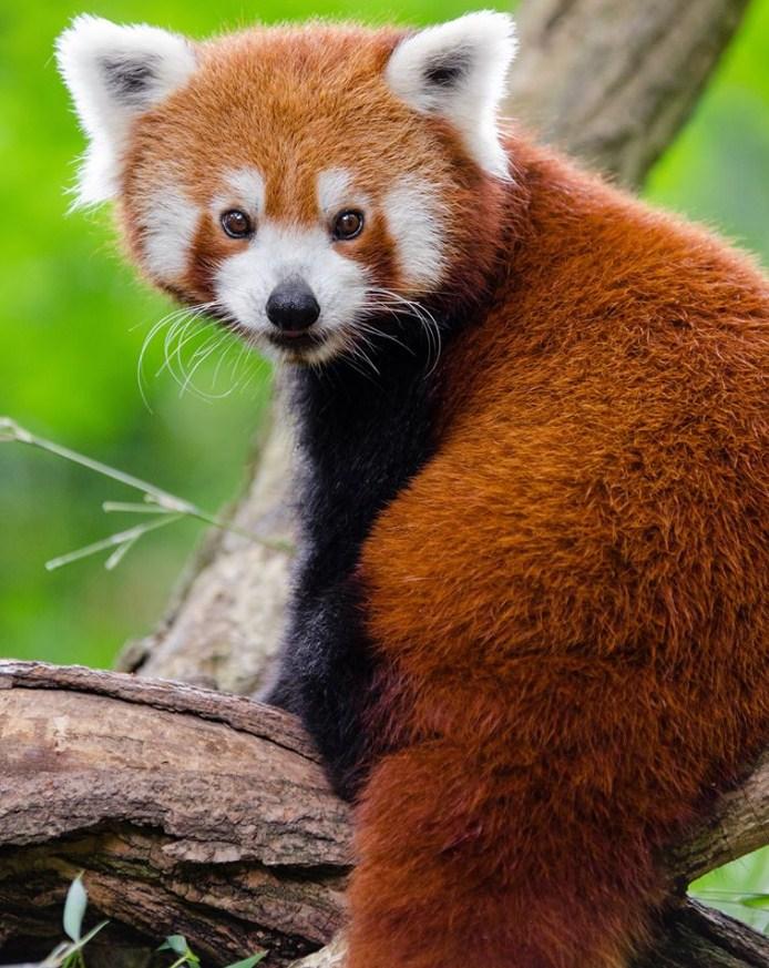 Red Panda Paint by Numbers for Adults