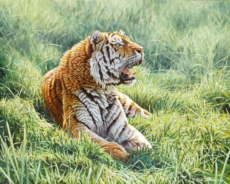 Resting Tiger - Art by Eric Wilson