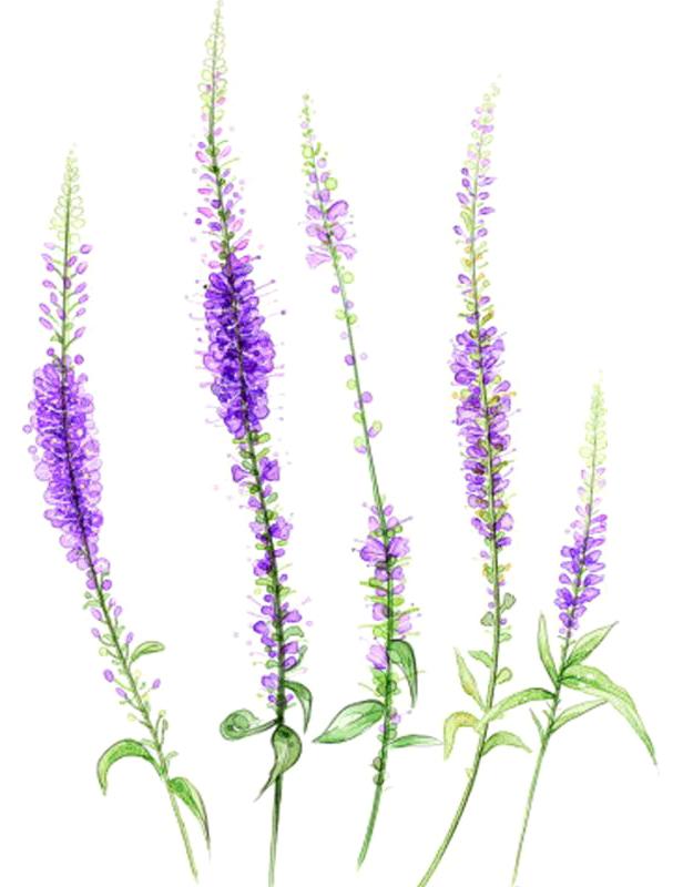 Rosemary produces small, delicate flower typically purple.