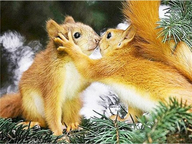 Squirrel Couple- DIY Paint By Number