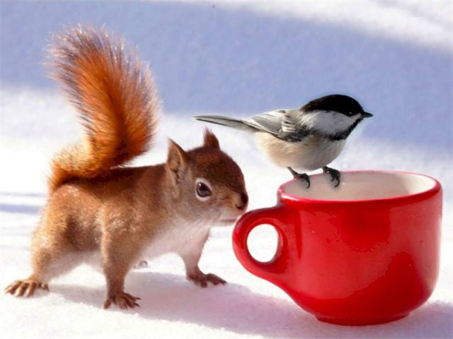 Squirrel On The Snow- Paint By Number