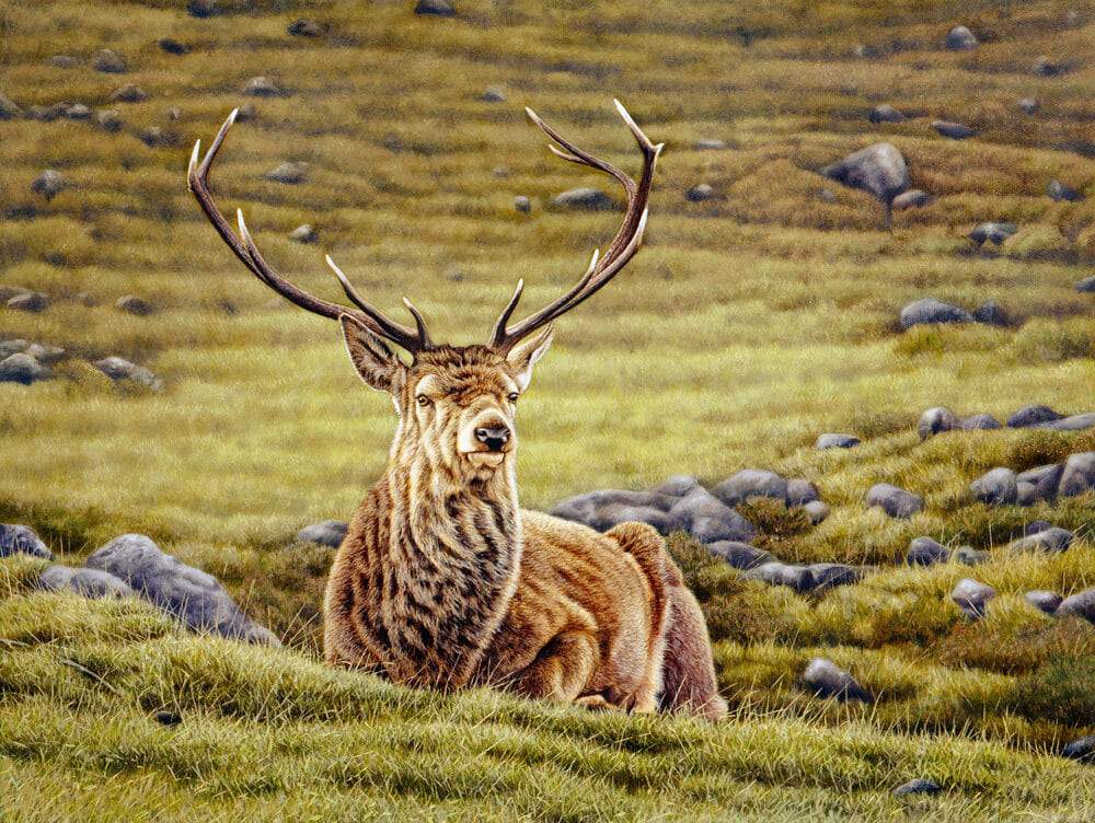 Stag at Scottish Highlands - Art by Eric Wilson