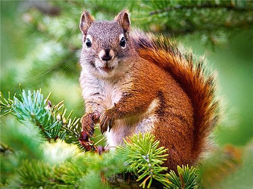 Stunning Squirrel - Paint By Numbers