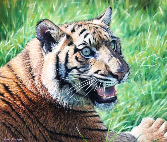 Sumatran Tiger Cub - Art by Eric Wilson