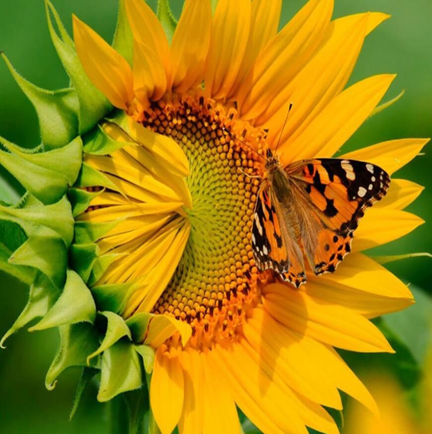 Sunflower & Butterfly Painting Kit