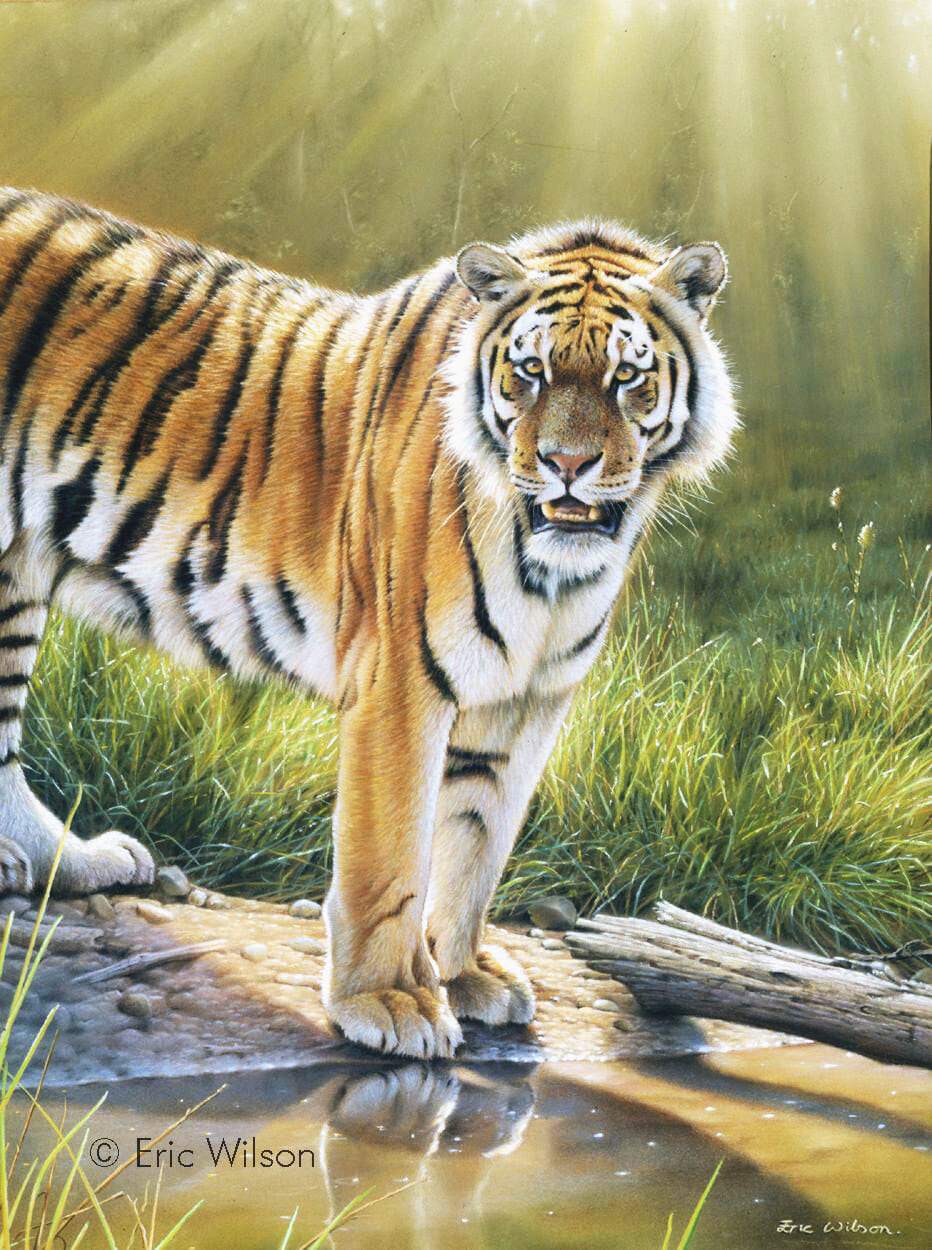 Tiger in Chitwan - Art by Eric Wilson