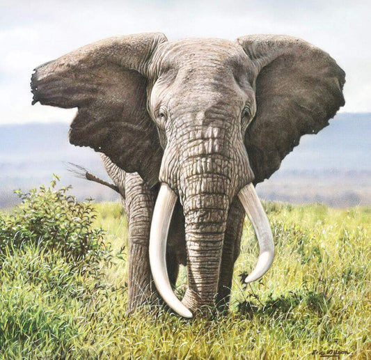 Tusker - Art by Eric Wilson