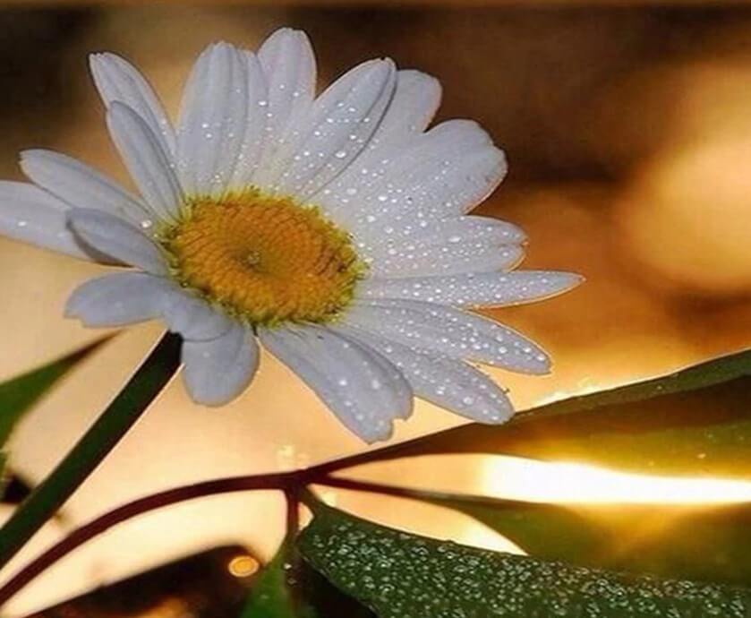 White Daisy Painting Kit