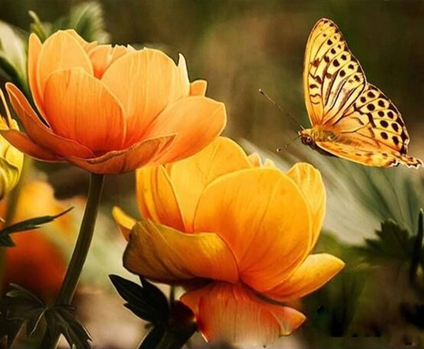 Yellow Flowers & Butterfly