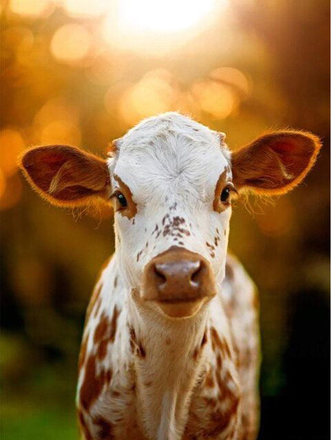 Young Cow- Paint By Number