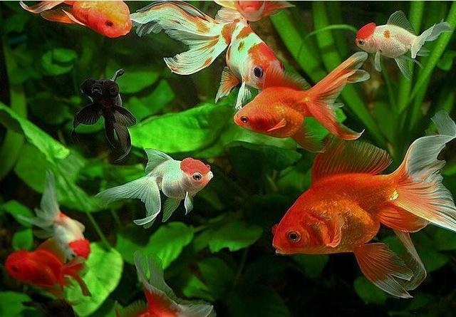 Gold Fish in the Water Painting by Number Set - All Paint by numbers