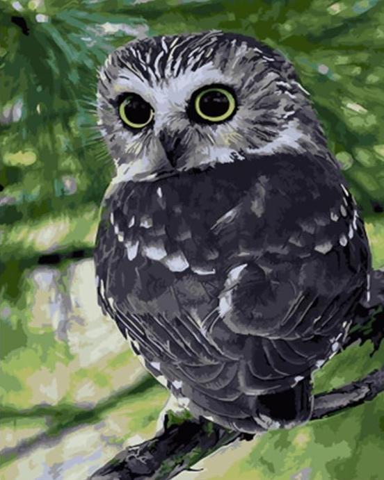 Grey Owl