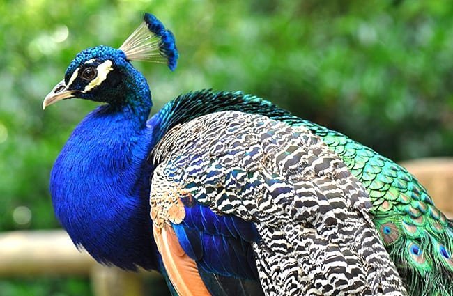 Peacock Paint By Number