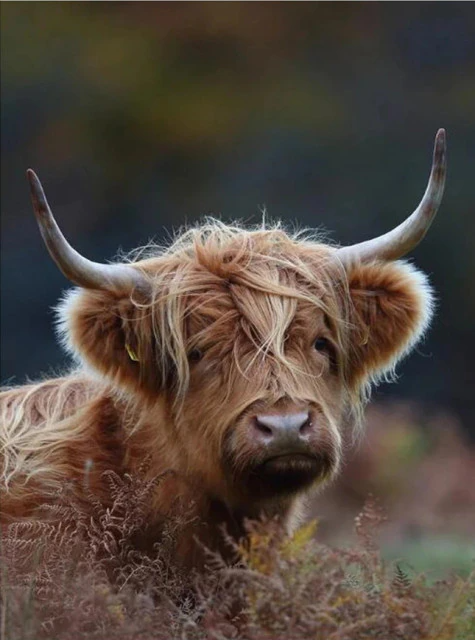 MADE TO ORDER: White Highland Cow isla Scottish Highland Cow Artist Bear 