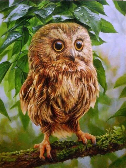 Baby Owl- Paint By Number