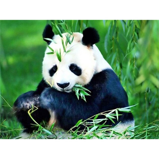 Bamboo Eating Panda - PBN