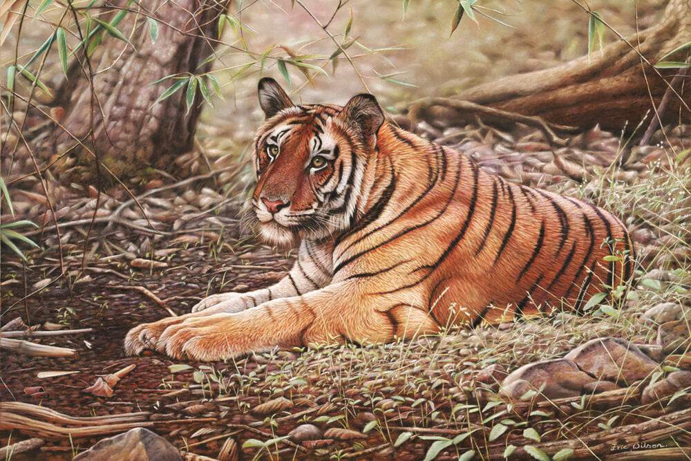 Tiger Paint By Numbers