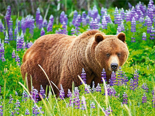 Bear In The Field - PBN